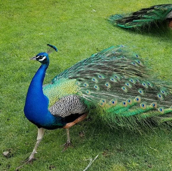 suargs
